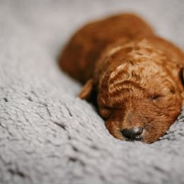Goldendoodle Puppies from Thompson's Doodle Co.