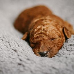 Goldendoodle Puppies from Thompson's Doodle Co.