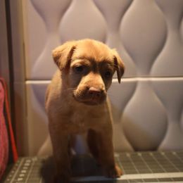 Sassy - Gold Peruvian Inca Orchid puppy in Waldron, Arkansas from Gryphon Lane Dachshunds and PIOs