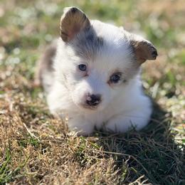 Arya - Blue merle and white female American Corgi puppy in Monterey, Tennessee from Co-Pilot Corgis