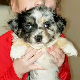 Blue Merle Female - Blue merle Miniature Australian Shepherd puppy in Galesburg, Illinois from Blessed Knights Mini Aussies
