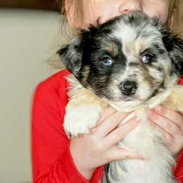 Blue Merle Female - Blue merle Miniature Australian Shepherd puppy in Galesburg, Illinois from Blessed Knights Mini Aussies