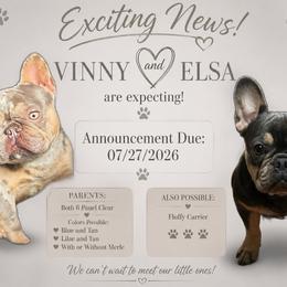 French Bulldog puppies from Angie's Little Bostons And Frenchies