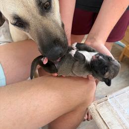 Brown - Fawn male Anatolian Shepherd Dog puppy in Liberty, North Carolina from Harris' Anatolian Livestock Guardian Dogs