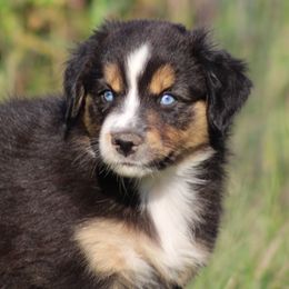 Australian Shepherd Puppies from Vistar Aussies