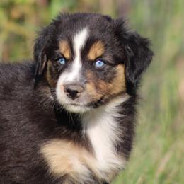 Australian Shepherd Puppies from Vistar Aussies