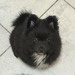 Luna - Black parti female Pomeranian puppy in Fort Myers, Florida from Nicholas Teutsch