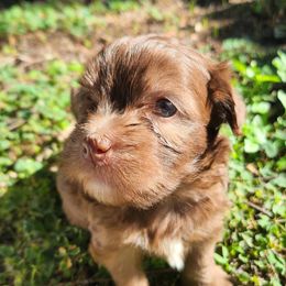 Buttercup - Chinese Crested puppy from Charming Cresteds Kennel