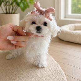 Tiny korean 6500 - White female Maltese puppy in Miami, Florida from Natalias Tiny Puppies