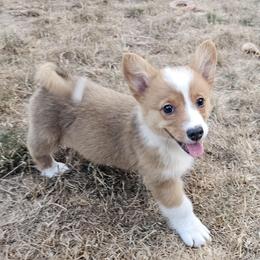 Louise - Red female Pembroke Welsh Corgi puppy in Castle Rock, Washington from Heckman Corgis