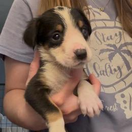 White Girl - Black, white and red female Greater Swiss Mountain Dog puppy in Lower Burrell, Pennsylvania from Polyanna’s GSMD