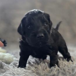 Pecan - Black female Bernedoodle puppy in Mc Gaheysville, Virginia from Doting Doodles