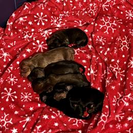 Dachshund, Pembroke Welsh Corgi, and Toy Australian Shepherd Puppies from Journey’s End CAD Farm