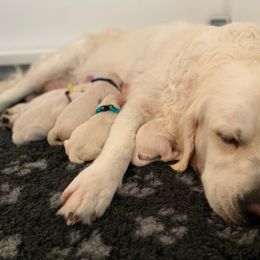 Golden Retriever Puppies from Suncoast Goldens