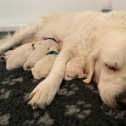 Golden Retriever Puppies from Suncoast Goldens