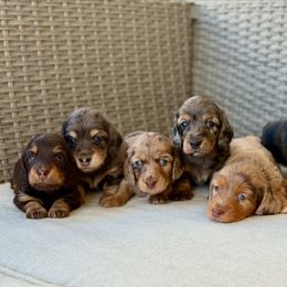 Dachshund Puppies from Gem State Mini Dachshunds