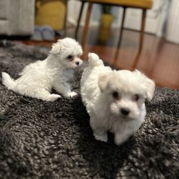Maltese Puppies from Purebred Maltese puppies Florida