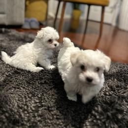 Maltese Puppies from Purebred Maltese puppies Florida