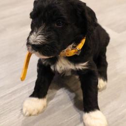 Solid black male with white paws - Black male Goldendoodle puppy in Vallejo, California from Well Rooted Doodles