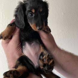 Dachshund Puppies from Hursh’s Hounds