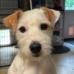 Parson Russell Terrier puppies from Thunder Hill Terriers