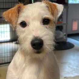 Parson Russell Terrier puppies from Thunder Hill Terriers