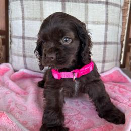 Layla Celine - Brown female Cocker Spaniel puppy in Corcoran, California from Sweetheart Cockers