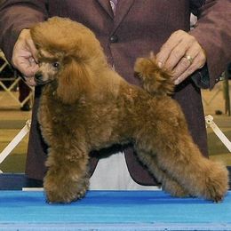 Poodles from Golden's Poodles