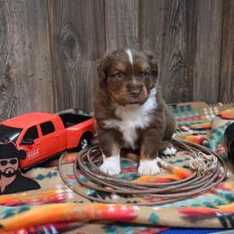 Rip - Red tri male Miniature Australian Shepherd puppy in Geary, Oklahoma from Helm Farms Aussies