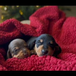 Black And Tan Male - Black and tan male Dachshund puppy in Blackstone, Virginia from Cheyenne's Dachshunds