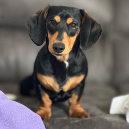Timber - Dachshund