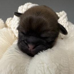 Nessley - Liver female Shih Tzu puppy in League City, Texas from Mosley Shih Tzu