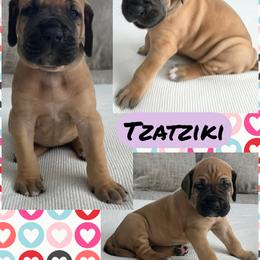 Tzatziki - Fawn female Great Dane puppy in Wellsville, New York from Prophecy Danes