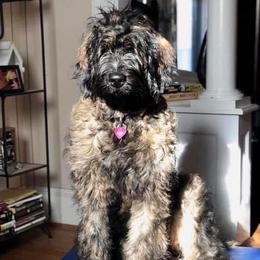 Saint Berdoodle Puppies from My Darling Doodles/St. Berdoodles of WNY