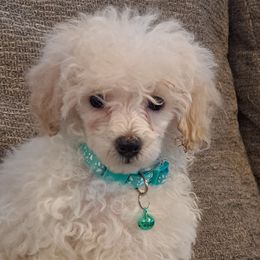 Poodles from StarfirepoodlesandDoodles