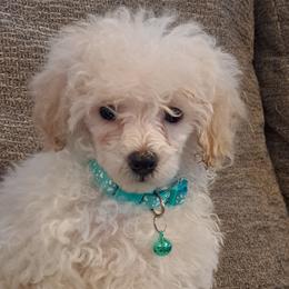 Poodles from StarfirepoodlesandDoodles