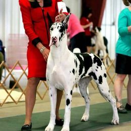 Great Danes from Patientdanes