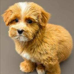 Emerson - Red male Yorkipoo puppy in Lebanon, Kentucky from Mosaic Merle Doodles