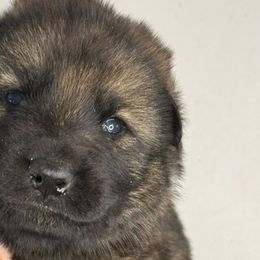Dancer (lime collar) - Sable female German Shepherd puppy in Canterbury, Connecticut from Nachtwaechter German Shepherds, LLC