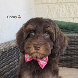 Cherry - Chocolate female Australian Labradoodle puppy in Anderson, California from Shaggy Doodles