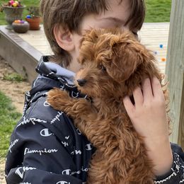 Aggie the toy Goldendoodle - Isabella female German Shepherd puppy in Dresden, Ohio from Kraften K9
