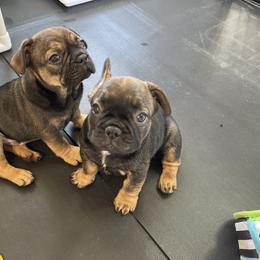 French Bulldog Puppies from Montana Made Frenchies