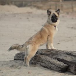 Icelandic Sheepdogs from 4Leaf Kennel