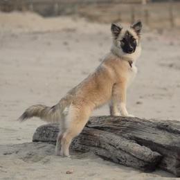 Icelandic Sheepdogs from 4Leaf Kennel