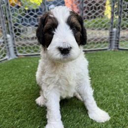 Lo'ak - Tri-color male Bernedoodle puppy in Williamston, South Carolina from Sassy Bob’s Dogs