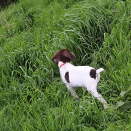 German Shorthaired Pointer Puppies from Erin Eustice