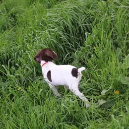 German Shorthaired Pointer Puppies from Erin Eustice