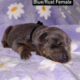 Black Collar - Blue and rust female Doberman Pinscher puppy in Lake City, Florida from Paintedcrazy Doberman Pinchers