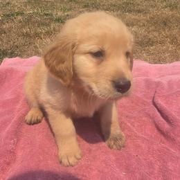 Husk- Yellow collar - Golden male Golden Retriever puppy in Tenino, Washington from Oak River Goldens'