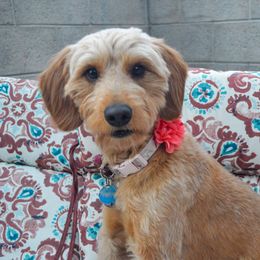 Sadie - Goldendoodle